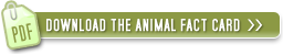 Download the Animal Fact Card